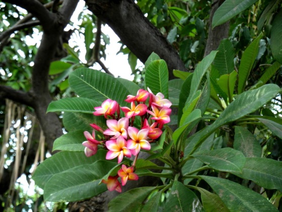 Fleur frangipanier