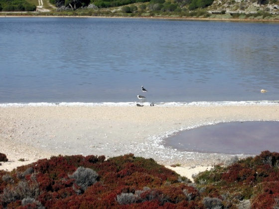 5 Rottnest Island oiseaux - lacs salés